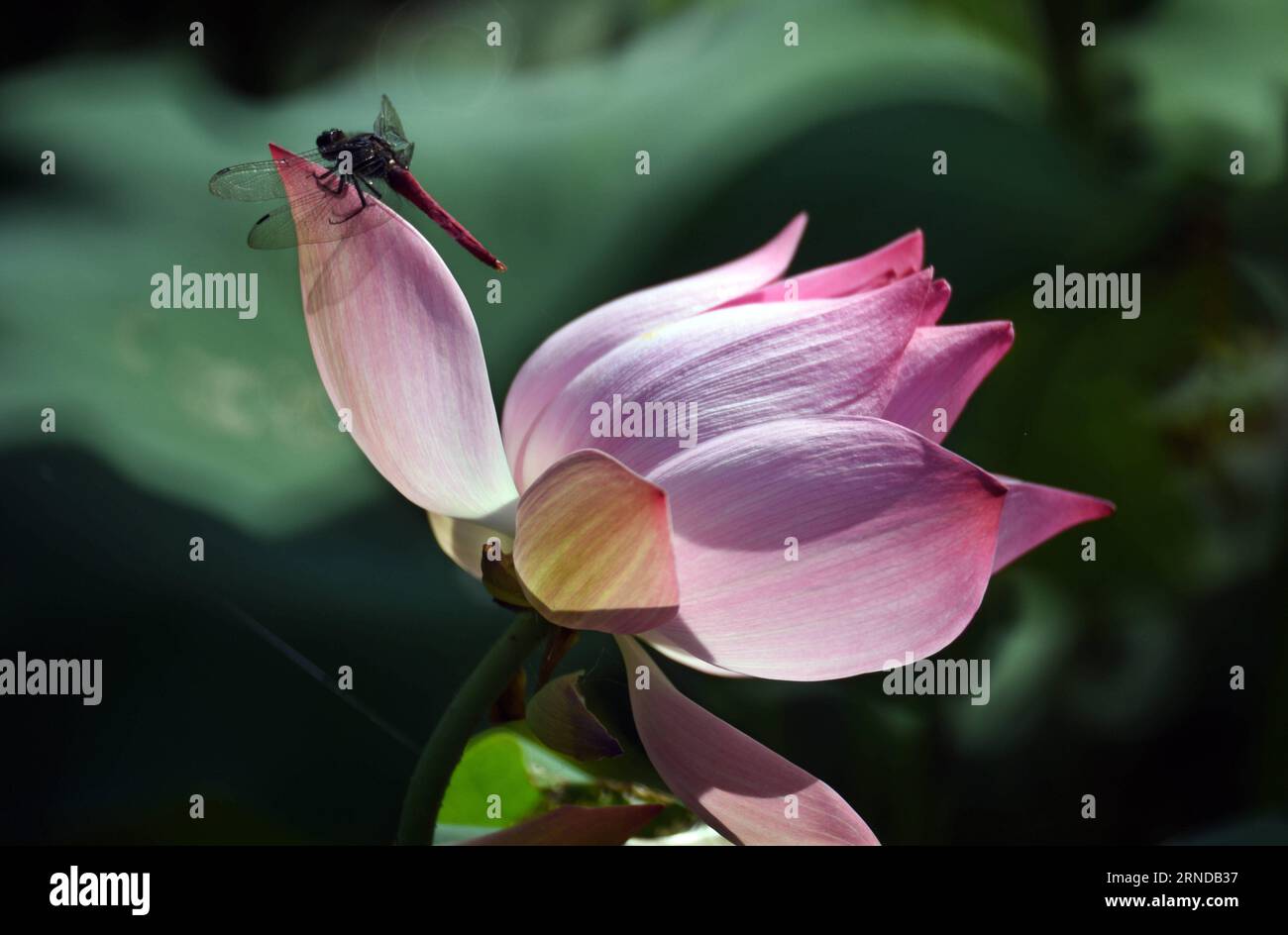 Libellen auf Lotus (160514) -- TAIPEI, May 13, 2016 -- A dragonfly rests on a lotus at a lotus pool in Taipei s Palace Museum, southeast China s Taiwan, May 13, 2016. ) (zwx) CHINA-TAIPEI-LOTUS(CN) WuxChing-teng PUBLICATIONxNOTxINxCHN   Dragonflies on Lotus 160514 Taipei May 13 2016 a Dragonfly rests ON a Lotus AT a Lotus Pool in Taipei S Palace Museum South East China S TAIWAN May 13 2016 zwx China Taipei Lotus CN WuxChing Teng PUBLICATIONxNOTxINxCHN Stock Photo