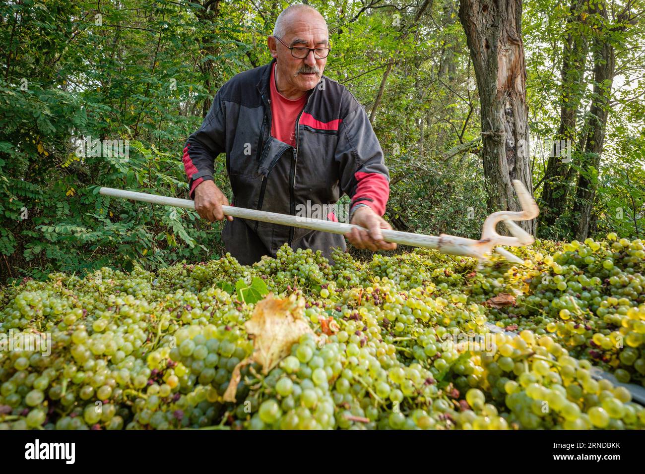 France, Bagnols, 2023-08-30. Start of the white grape harvest in the Beaujolais region. Stock Photo