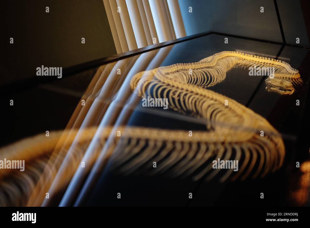 (160517) -- BANGKOK, May 17, 2016 -- The skeleton of a 4.75-meter-long ...