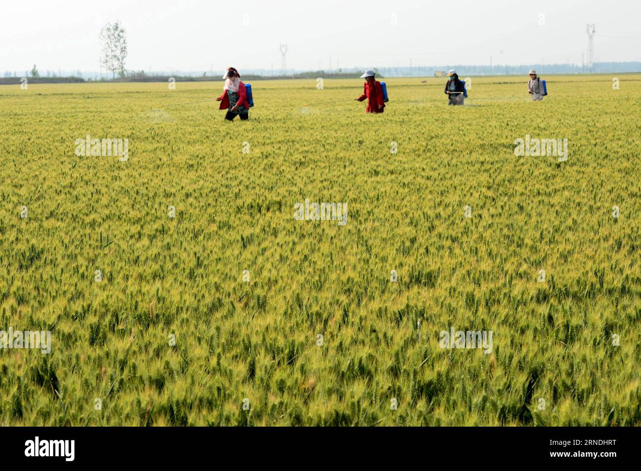 (160521) -- ZHENGZHOU, May 21, 2016 -- Farmers spray pesticide in the wheat field in Xunxian County, central China s Henan Province, May 19, 2016. Farmers here prepare for the wheat harvest in June. Wheat production of Henan Province accounts for a quarter of the national total. Its wheat planting acreage in 2016 totals 80 million mu (5.33 million hectares). ) (lfj) CHINA-HENAN-WHEAT GROWTH (CN) ZhuxXiang PUBLICATIONxNOTxINxCHN   160521 Zhengzhou May 21 2016 Farmers Spray Pesticide in The Wheat Field in XUNXIAN County Central China S Henan Province May 19 2016 Farmers Here prepare for The Whea Stock Photo