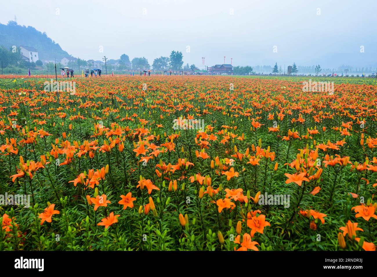 (160528) -- TONGLU, May 28, 2016 -- Tourists walk through the lily field in Fenshui Township of Tonglu County, east China s Zhejiang Province, May 28, 2016. Recenly, lilies in Tonglu county are in full blossom, which attracted many tourists. ) (zhs) CHINA-ZHEJIANG-TONGLU-LILIES (CN) XuxYu PUBLICATIONxNOTxINxCHN   160528 Tonglu May 28 2016 tourists Walk Through The Lily Field in Fenshui Township of Tonglu County East China S Zhejiang Province May 28 2016 recenly lilies in Tonglu County are in Full Blossom Which attracted MANY tourists zhs China Zhejiang Tonglu lilies CN XuxYu PUBLICATIONxNOTxIN Stock Photo