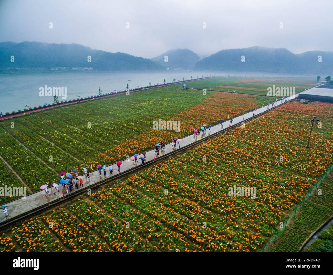 (160528) -- TONGLU, May 28, 2016 -- Tourists walk through the lily field in Fenshui Township of Tonglu County, east China s Zhejiang Province, May 28, 2016. Recenly, lilies in Tonglu county are in full blossom, which attracted many tourists. ) (zhs) CHINA-ZHEJIANG-TONGLU-LILIES (CN) XuxYu PUBLICATIONxNOTxINxCHN   160528 Tonglu May 28 2016 tourists Walk Through The Lily Field in Fenshui Township of Tonglu County East China S Zhejiang Province May 28 2016 recenly lilies in Tonglu County are in Full Blossom Which attracted MANY tourists zhs China Zhejiang Tonglu lilies CN XuxYu PUBLICATIONxNOTxIN Stock Photo