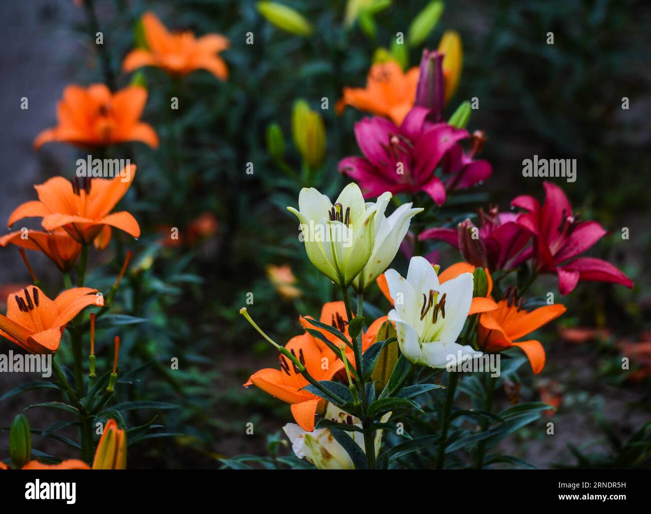 (160528) -- TONGLU, May 28, 2016 -- The lilies are seen in Fenshui Township of Tonglu County, east China s Zhejiang Province, May 28, 2016. Recenly, lilies in Tonglu county are in full blossom, which attracted many tourists. ) (zhs) CHINA-ZHEJIANG-TONGLU-LILIES (CN) XuxYu PUBLICATIONxNOTxINxCHN   160528 Tonglu May 28 2016 The lilies are Lakes in Fenshui Township of Tonglu County East China S Zhejiang Province May 28 2016 recenly lilies in Tonglu County are in Full Blossom Which attracted MANY tourists zhs China Zhejiang Tonglu lilies CN XuxYu PUBLICATIONxNOTxINxCHN Stock Photo