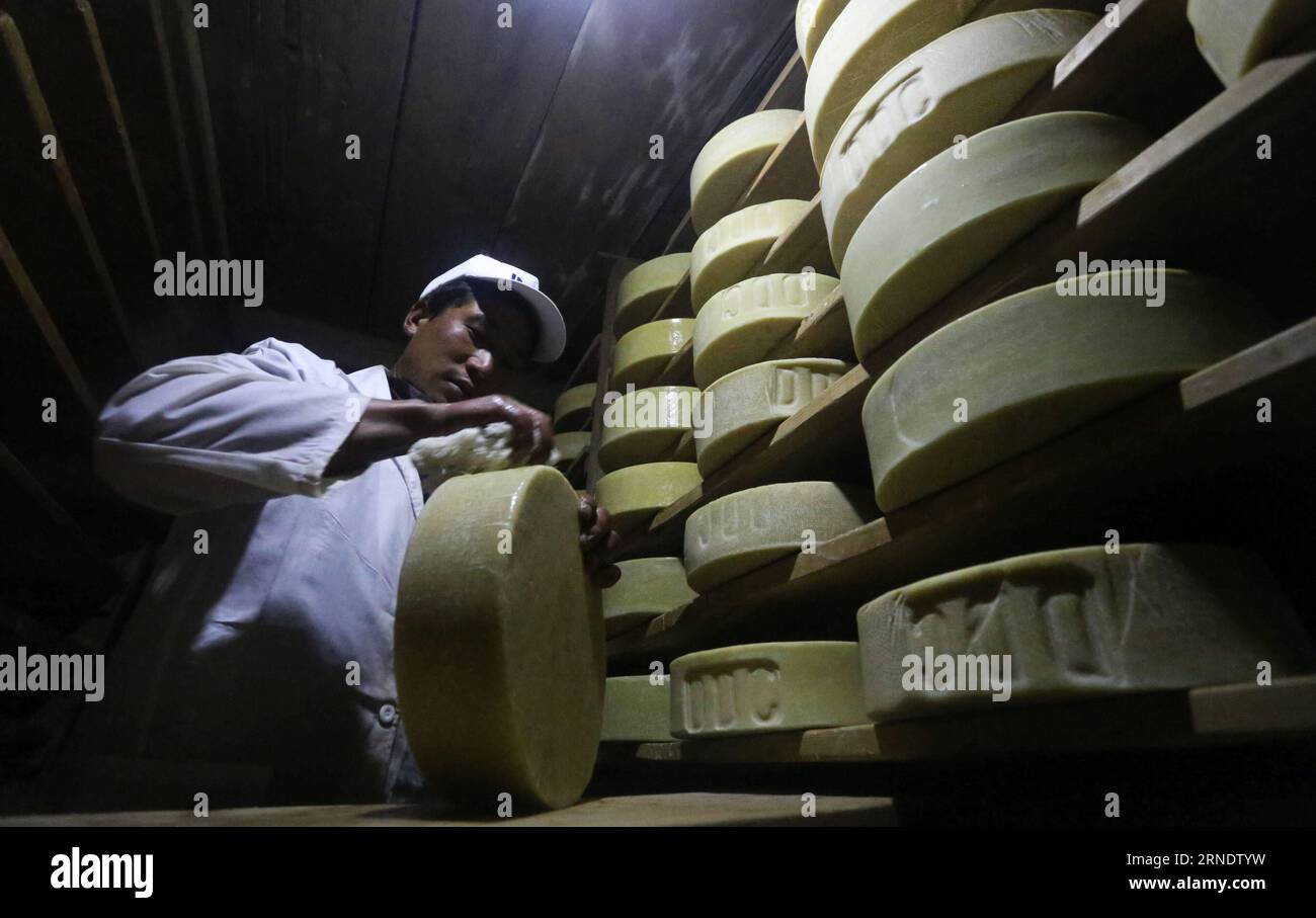 (160531) RASUWA, May 30, 2016 A worker cleans the Yak cheese at