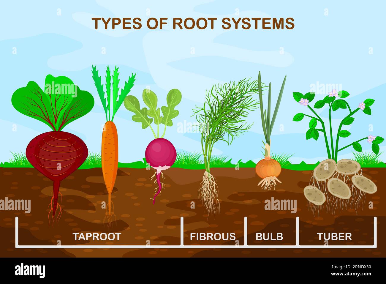 Types root systems of plants.Taproot, fibrous, bulb and tuber root example.Different types of root vegetables.Plants root structure below ground level Stock Vector