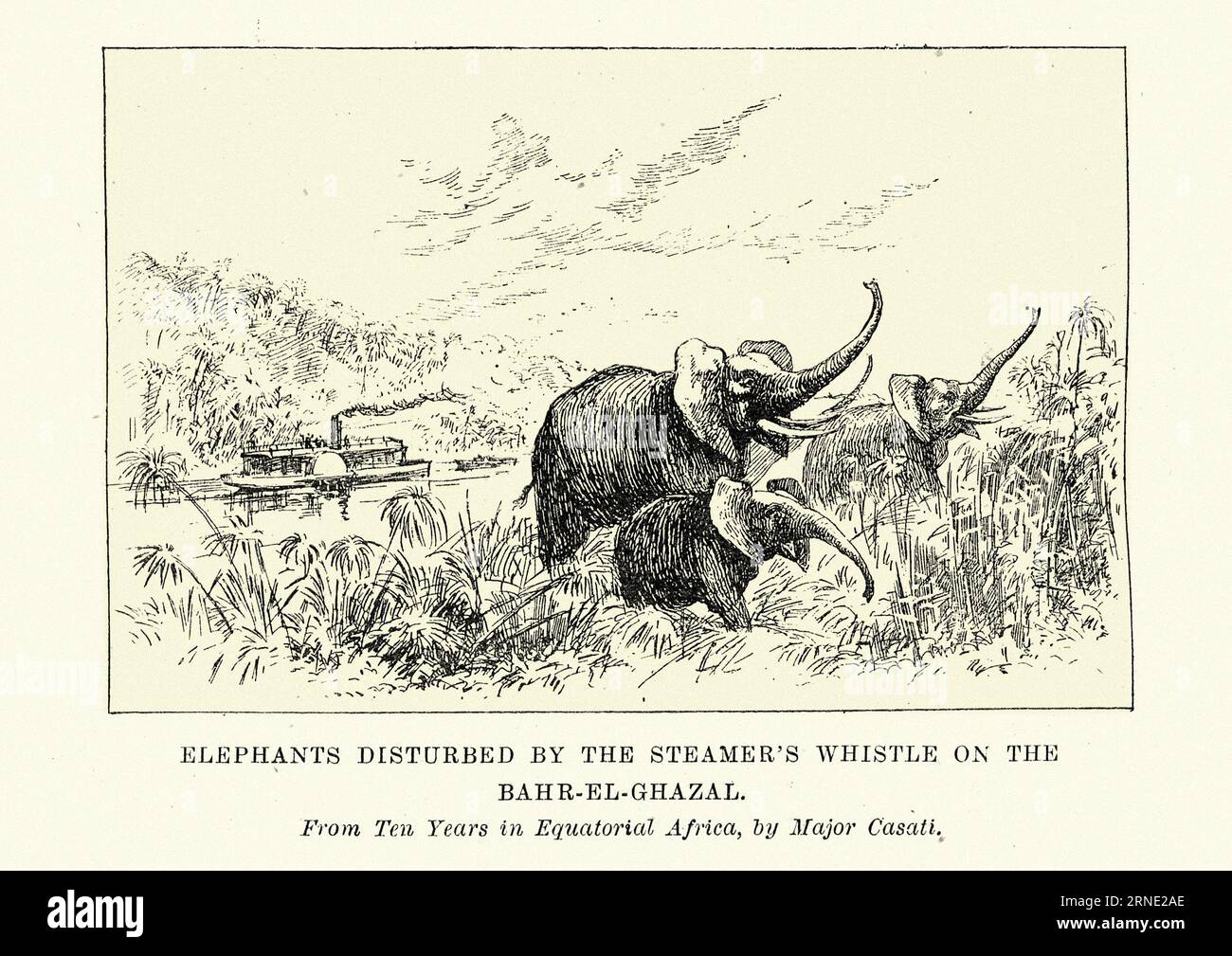 Elephants disturbed by the steamer's whistle on the Bahr-el-ghazal, Quatorial Africa, Major Casati. 19th Century Stock Photo