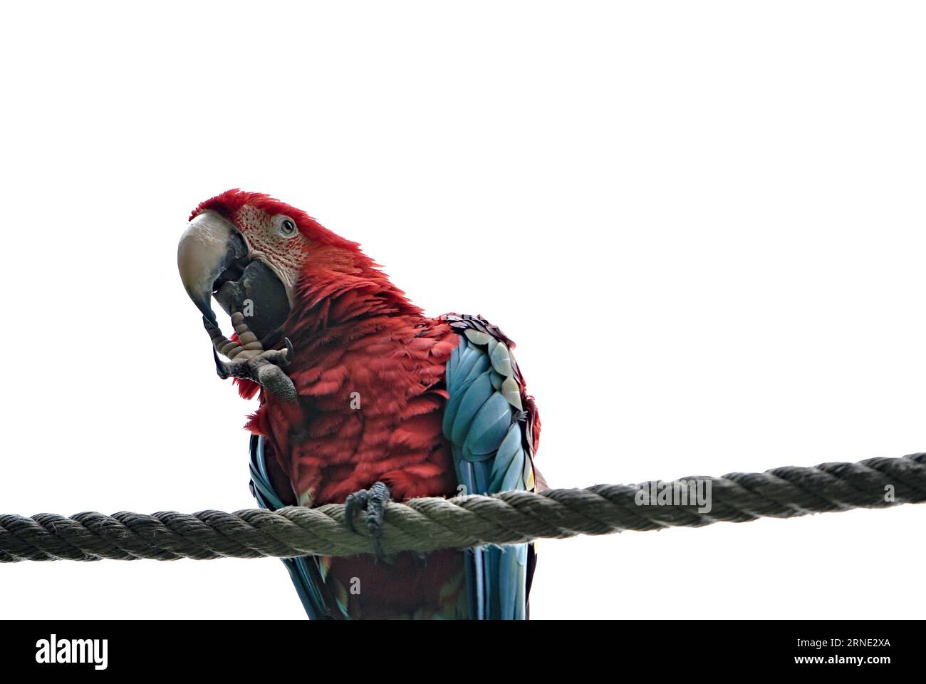 Bird Ara parrot in funny position sitting on the rope in Lesna zoo Zlin, Czech republic. Stock Photo