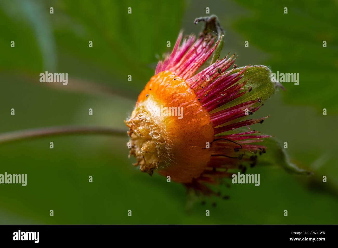 Fruitless Salmonberry (Rubus spectabilis) Plant Stock Photo Alamy