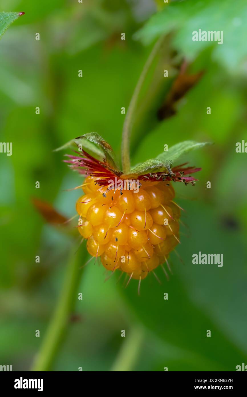 https://c8.alamy.com/comp/2RNE3YH/fruit-of-a-salmonberry-rubus-spectabilis-plant-2RNE3YH.jpg