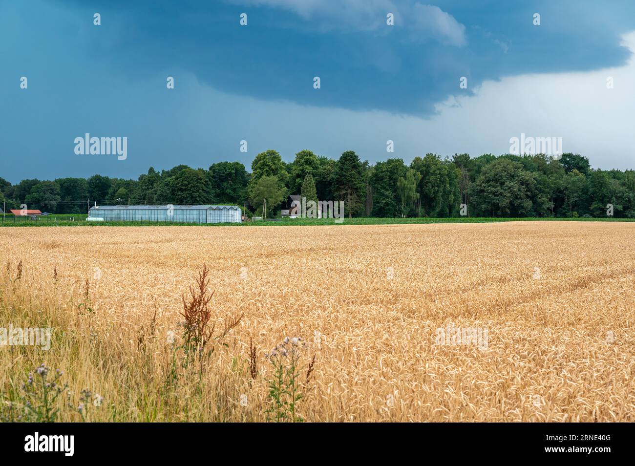 Golden agriculture fields of a farmland with dramatic cumulus clouds in the background, Geldern, North Rhine Westphalia, Germany Stock Photo