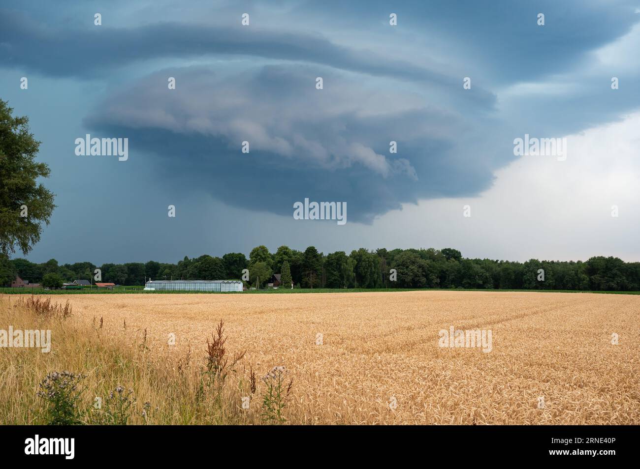 Golden agriculture fields of a farmland with dramatic cumulus clouds in the background, Geldern, North Rhine Westphalia, Germany Stock Photo