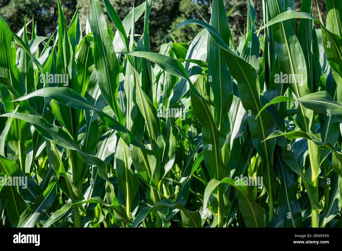 Leaves of corn plants at an agricutlure side at Viersen, North Rhine Westphalia, Germany Stock Photo
