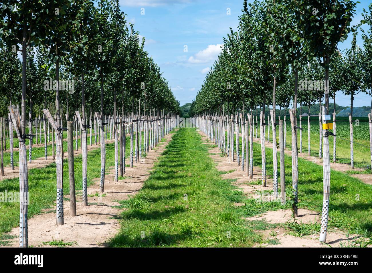 Cultivation of small trees in a row, Viersen, North Rhine Westphalia, Germany Stock Photo