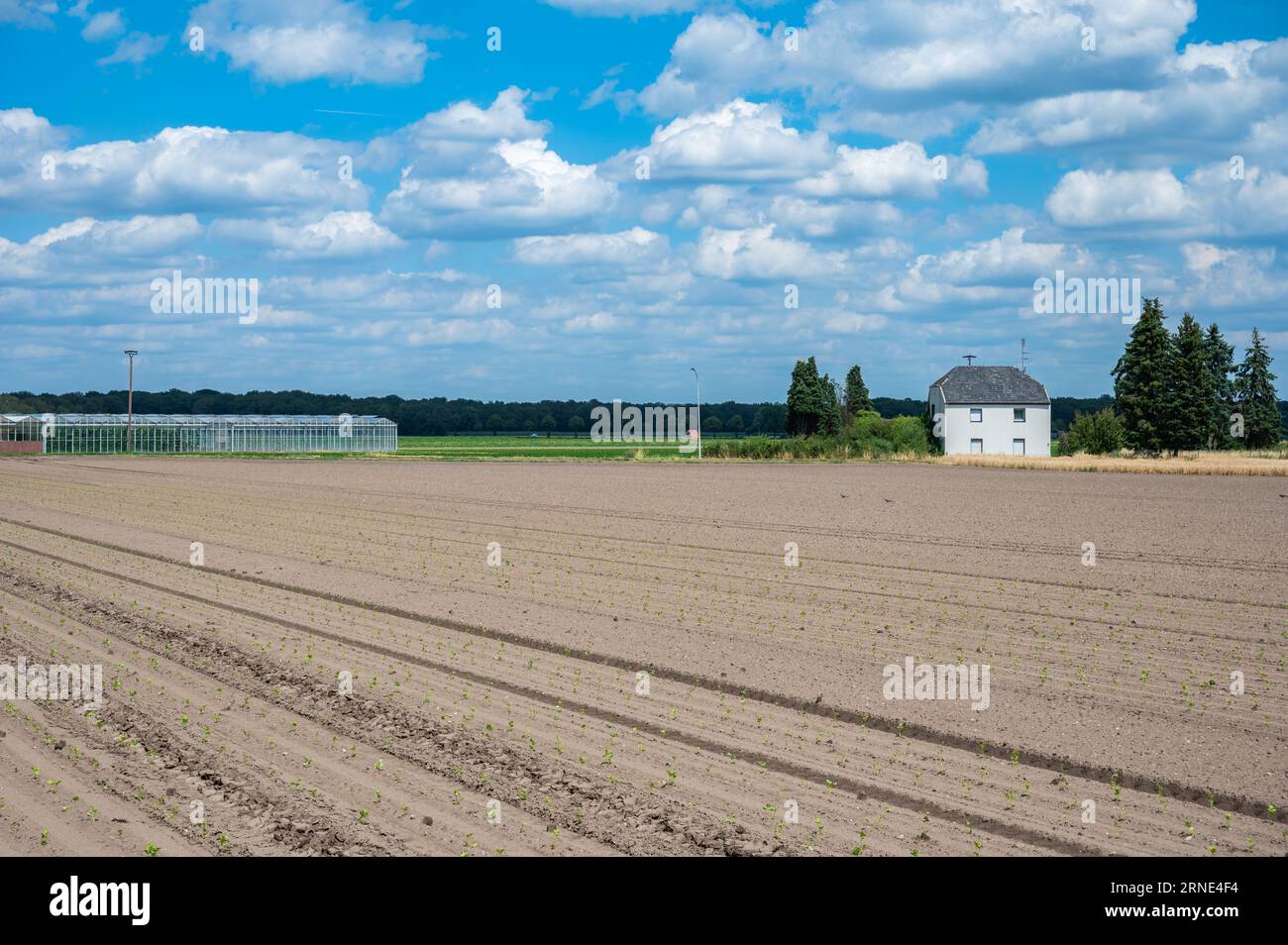 Sown farmland at the German countryside around Viersen, North Rhine Westphalia, Germany Stock Photo