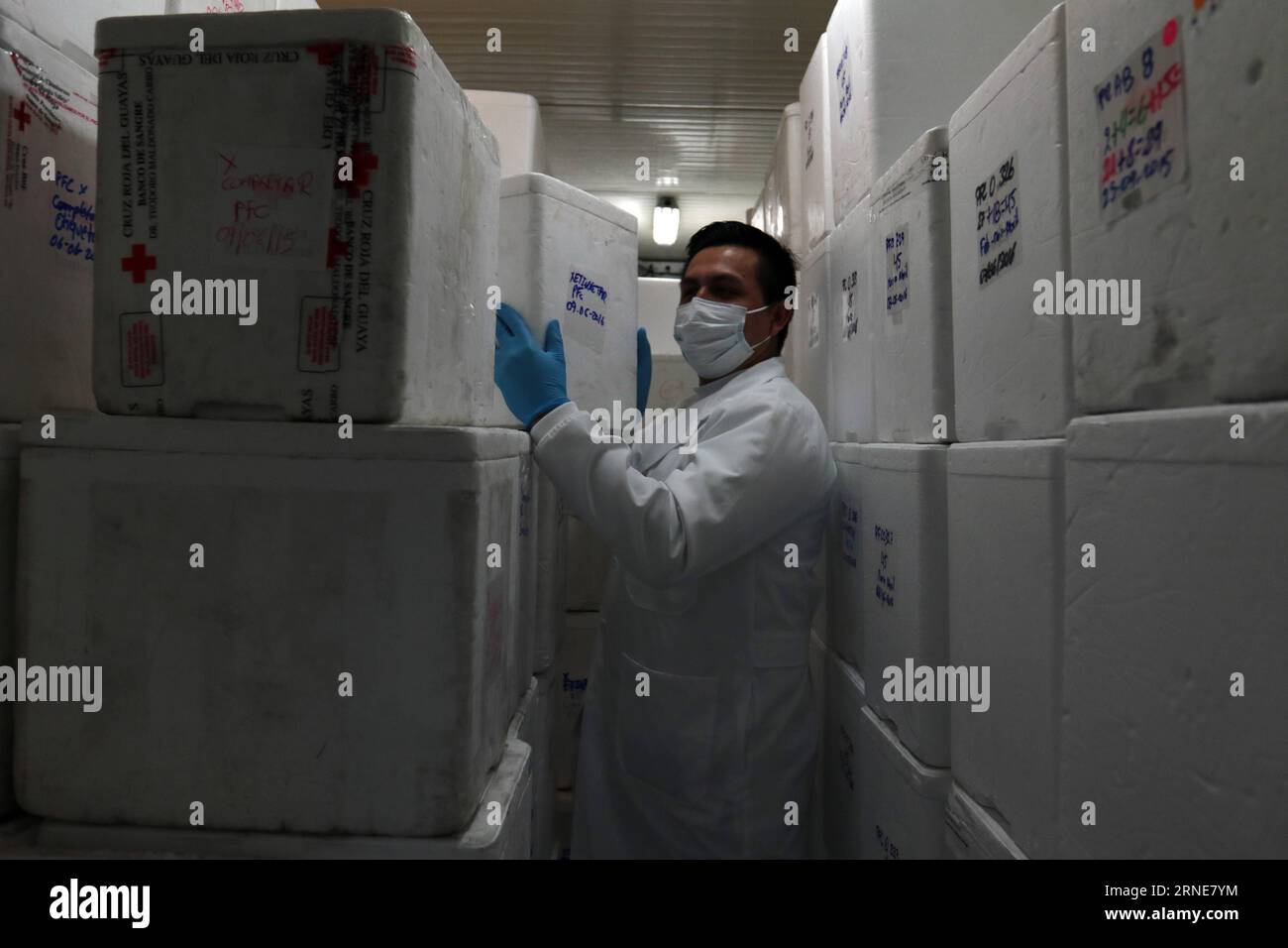 (160614) -- QUITO, June 11, 2016 -- Image taken on June 11, 2016 shows Pablo Delgado, technologist of the Ecuadorian Red Cross lab, arranging boxes with blood packages ready to be used in Quito, Ecuador. The World Blood Donor Day is commemorated yearly on June 11, and in 2016, the theme of the campaign is Blood connects us all . The World Health Organization (WHO) has also adopted for this day the slogan Share life, give blood , with the purpose of raising awareness on the importance of the voluntary donation systems as a way of promoting the community cohesion. Santiago Armas) (da) (vf) ECUAD Stock Photo