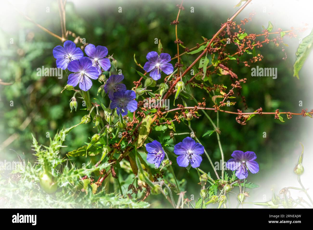 Wild geranium and dock plant with seeds growing in a woodland setting Stock Photo