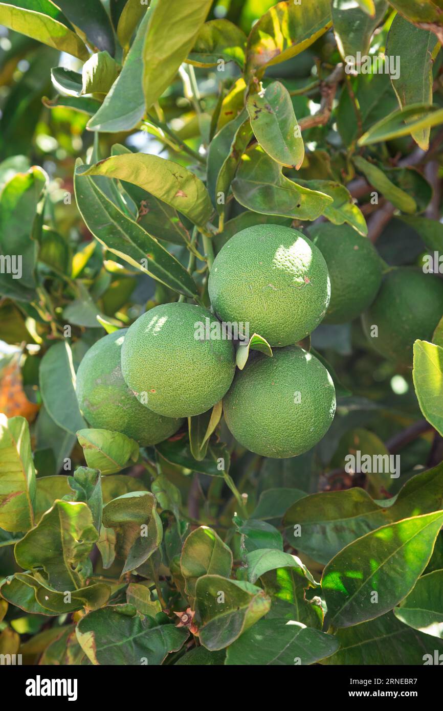 Under Ripe Orange Tropical leaves citric fruits hi-res stock photography and images - Alamy