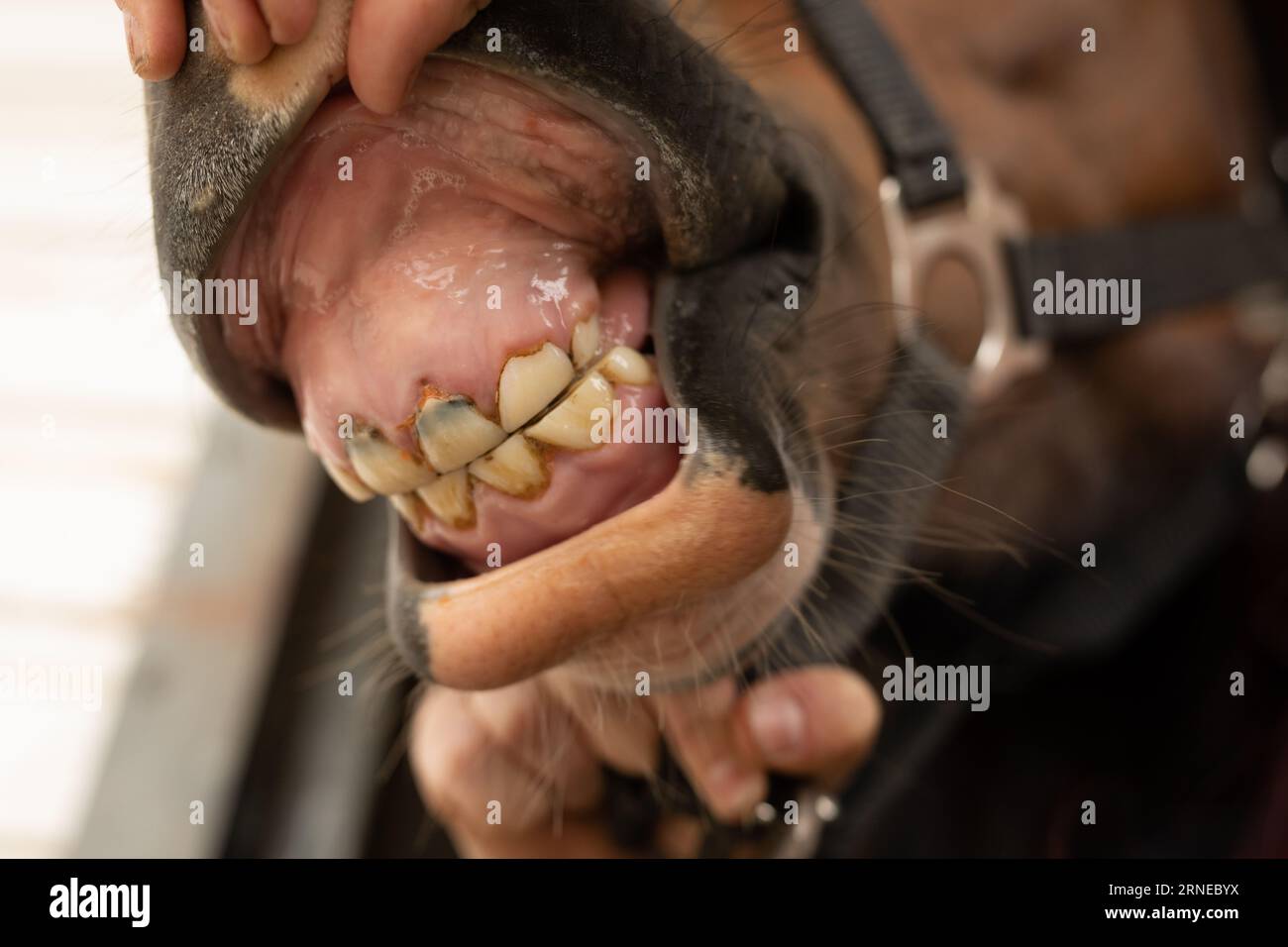 Baby horse loose temporary milk teeth and shows incisors erupting soon