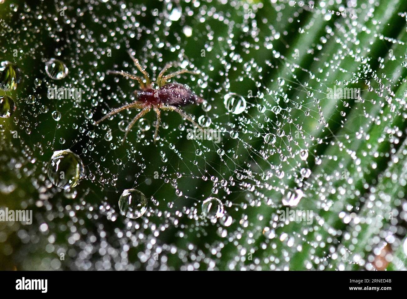 Spider on web china hi-res stock photography and images - Alamy