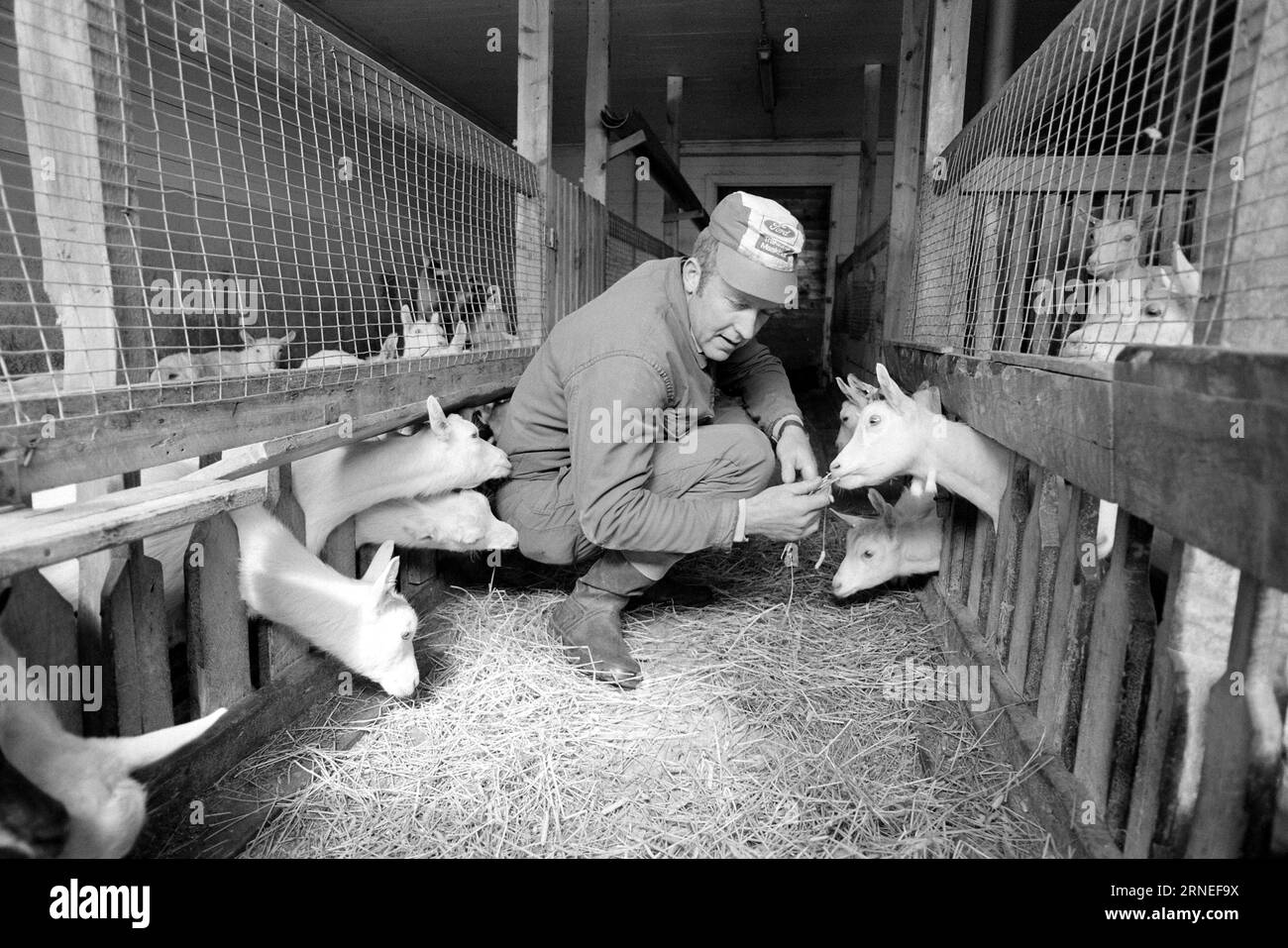 Chicken feed Black and White Stock Photos & Images Alamy