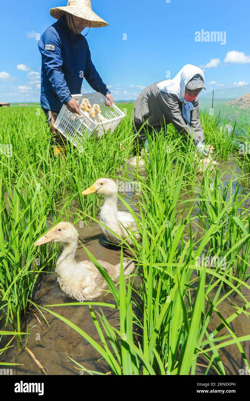 Erkakning ichki kiyimi ostidagi sik