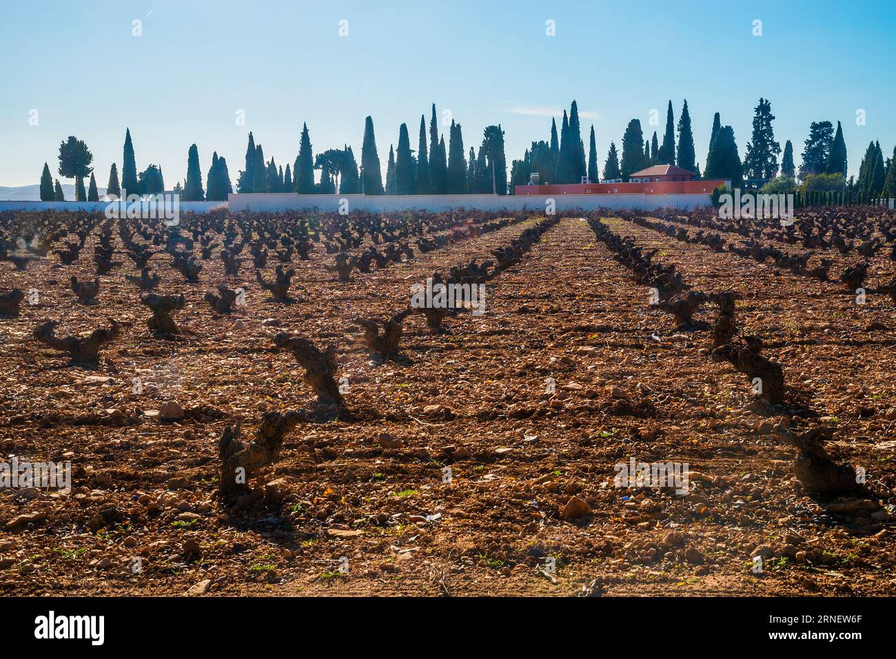 Vineyard and graveyard. Moral de Calatrava, Ciudad Real province, Castilla La Mancha, Spain. Stock Photo