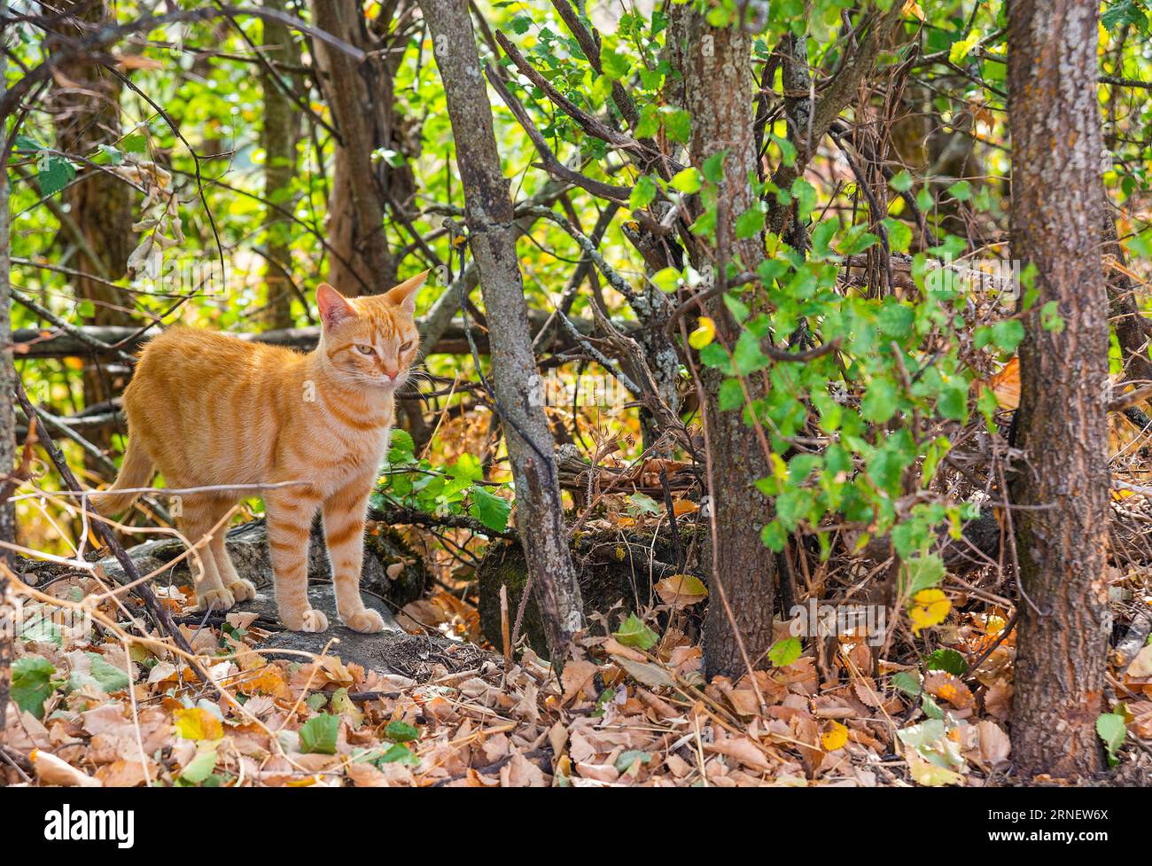 Orange Tabby Cat In Nature Stock Photo Alamy