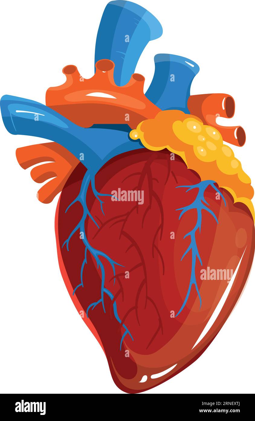 Human heart. Medical illustration. Cartoon anatomy organ Stock Vector