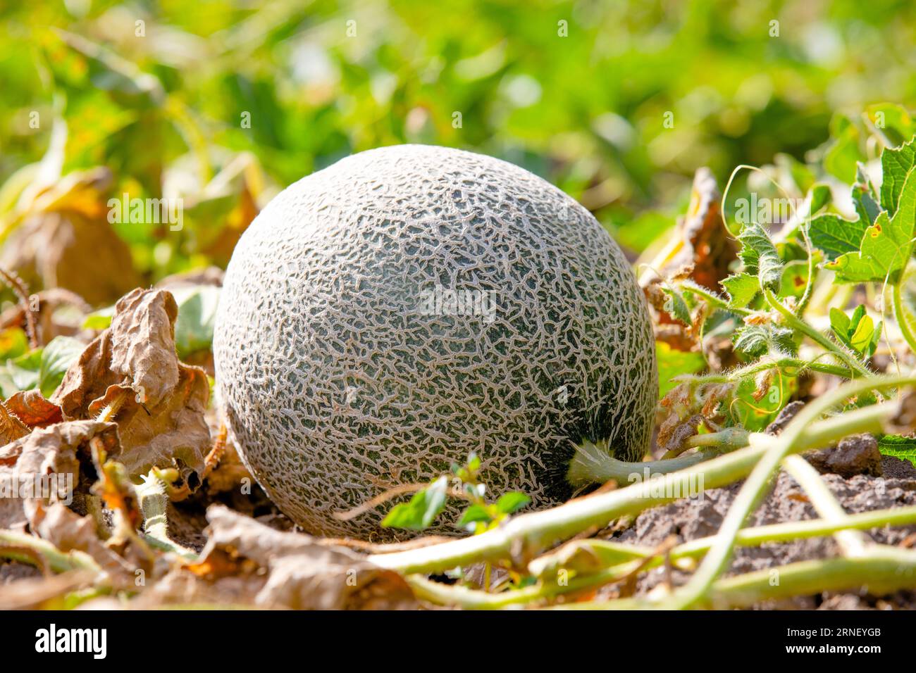 ripe and netted rind Cucumis melo lay on ground and grow next to its ...