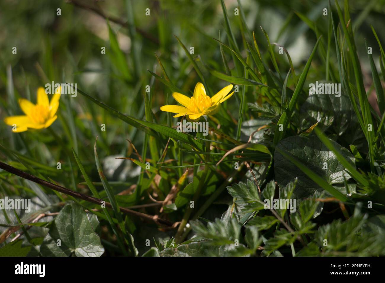 Spring wildflowers; Two yellow Lesser Celandine or pilewort flowers, Ficaria verna, blooming in woodland in the spring sunshine Stock Photo