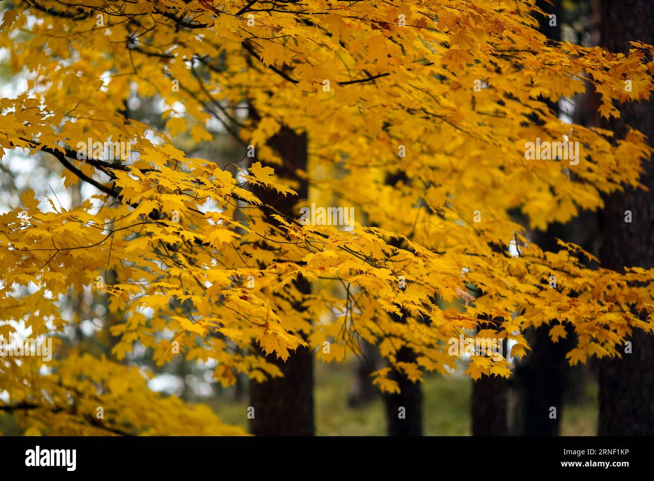 Autumn background with yellow leaves on the trees Stock Photo - Alamy