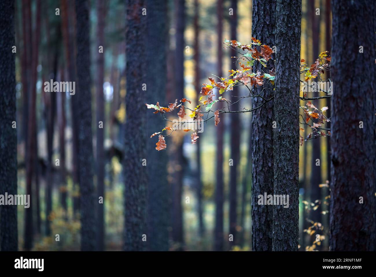 Autumn background with yellow leaves on the trees Stock Photo - Alamy