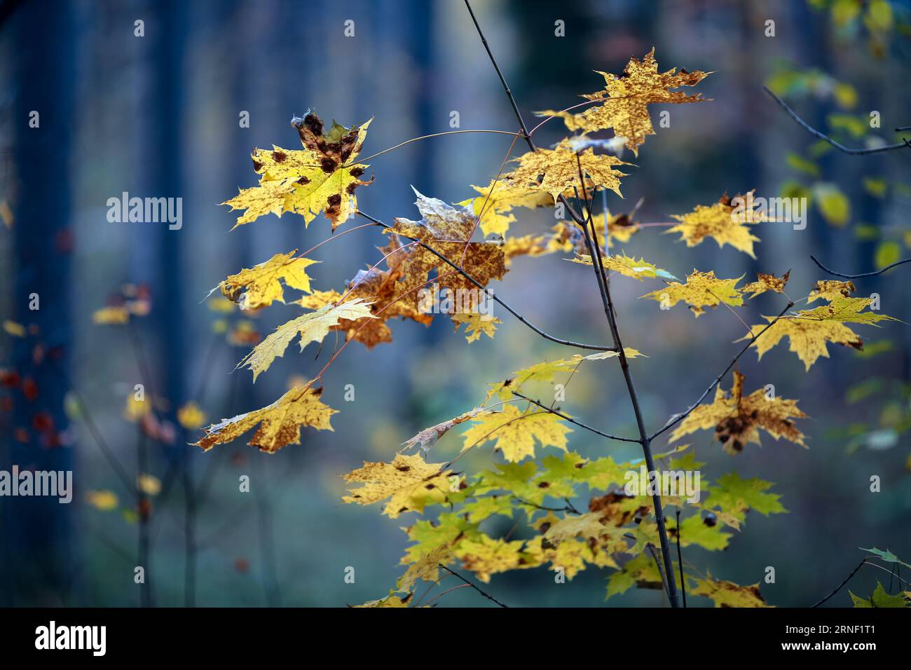 Autumn background with yellow leaves on the trees Stock Photo - Alamy