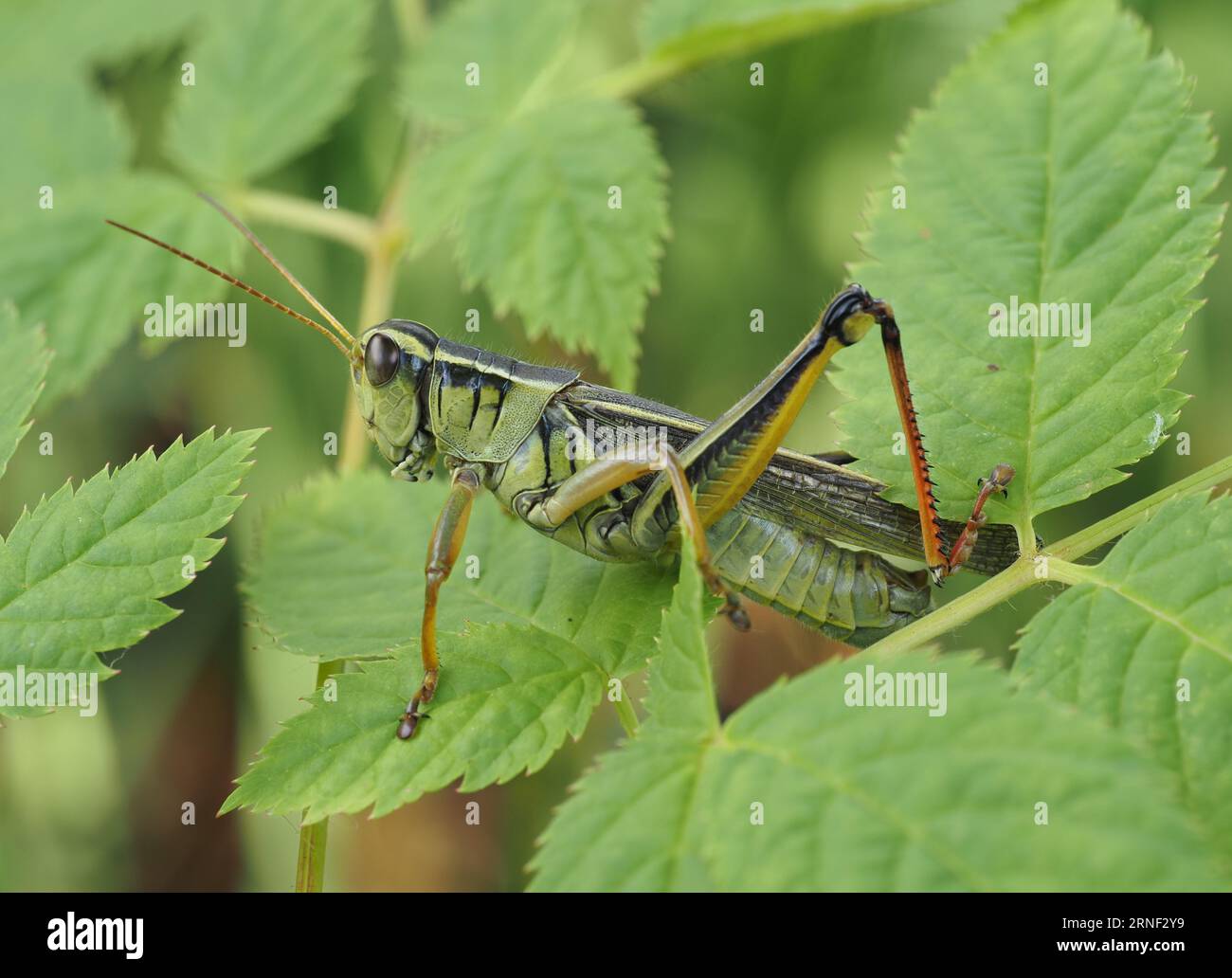 Two-stripped Grasshopper. Scientific name: Melanoplus bivittatus. Family: Acrididae. Subfamily: Melanoplinae. Order: Orthoptera. Kingdom: Animalia. Stock Photo