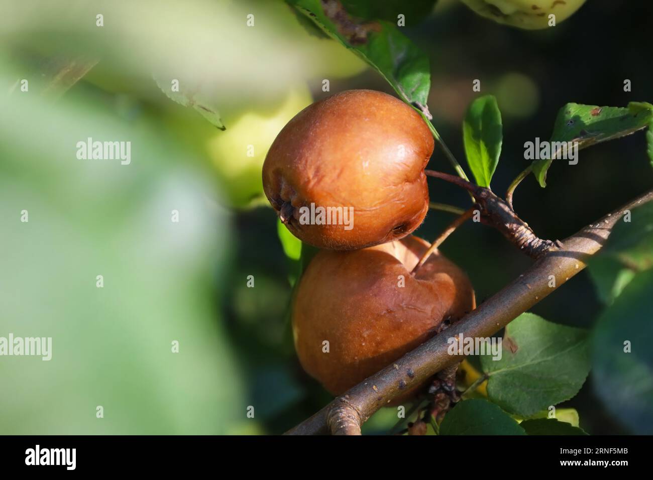 Rotten apples on branch in autumn. Fruits Infected by the Apple Monilia fructigena. Abstract fall natural background. Spoiled crop of apple. Farming Stock Photo