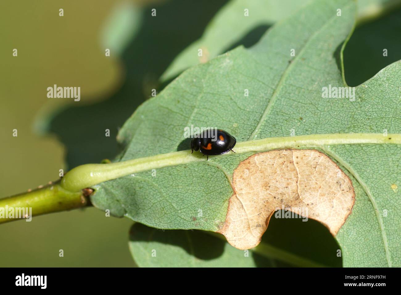 Pine ladybird (Exochomus quadripustulatus, Brumus quadripustulatus). Subfamily Chilocorinae. Family Coccinellidae. On the underside of a damaged oak l Stock Photo