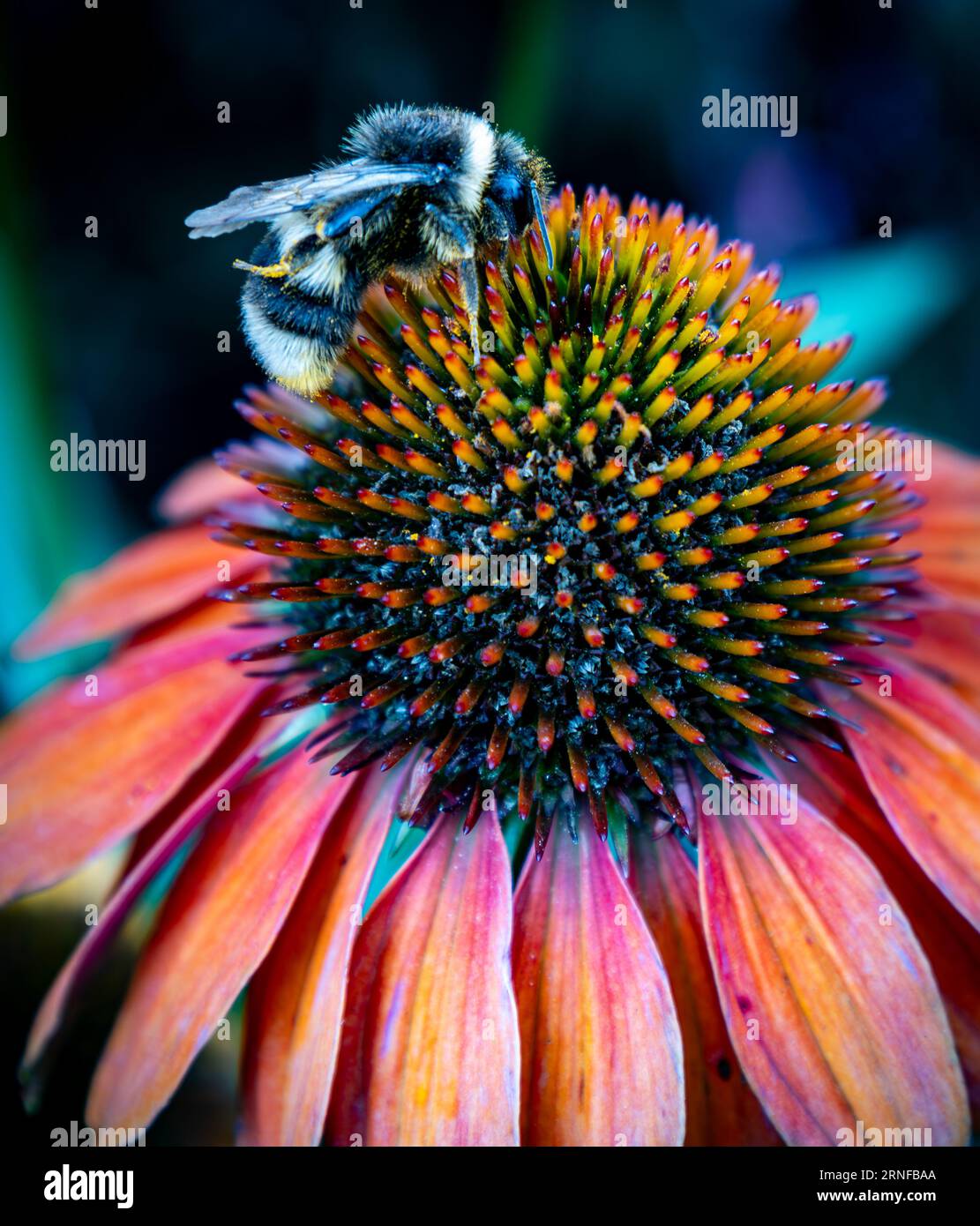 Hand drawn wildflower card hi-res stock photography and images - Alamy