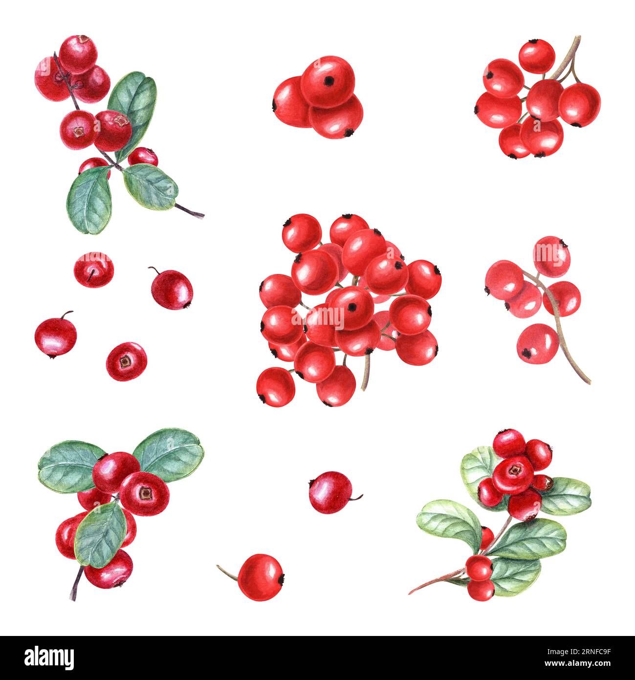Set of different bunch of red berries. Fresh juicy cranberries, currants, cowberries, rowan berry, holly berries. Watercolor illustration Stock Photo