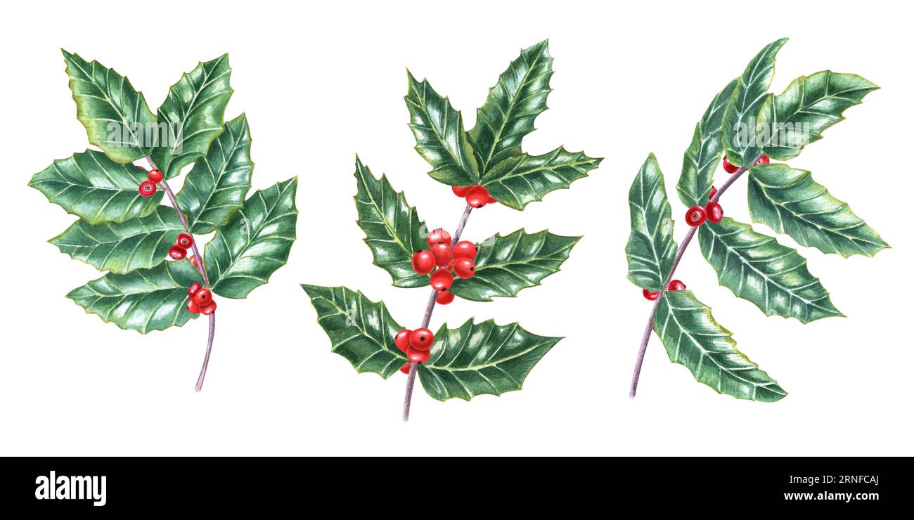 Set with European holly branches. Fresh green ilex leaves with bunch of red berries. Watercolor illustration isolated on white background. Stock Photo