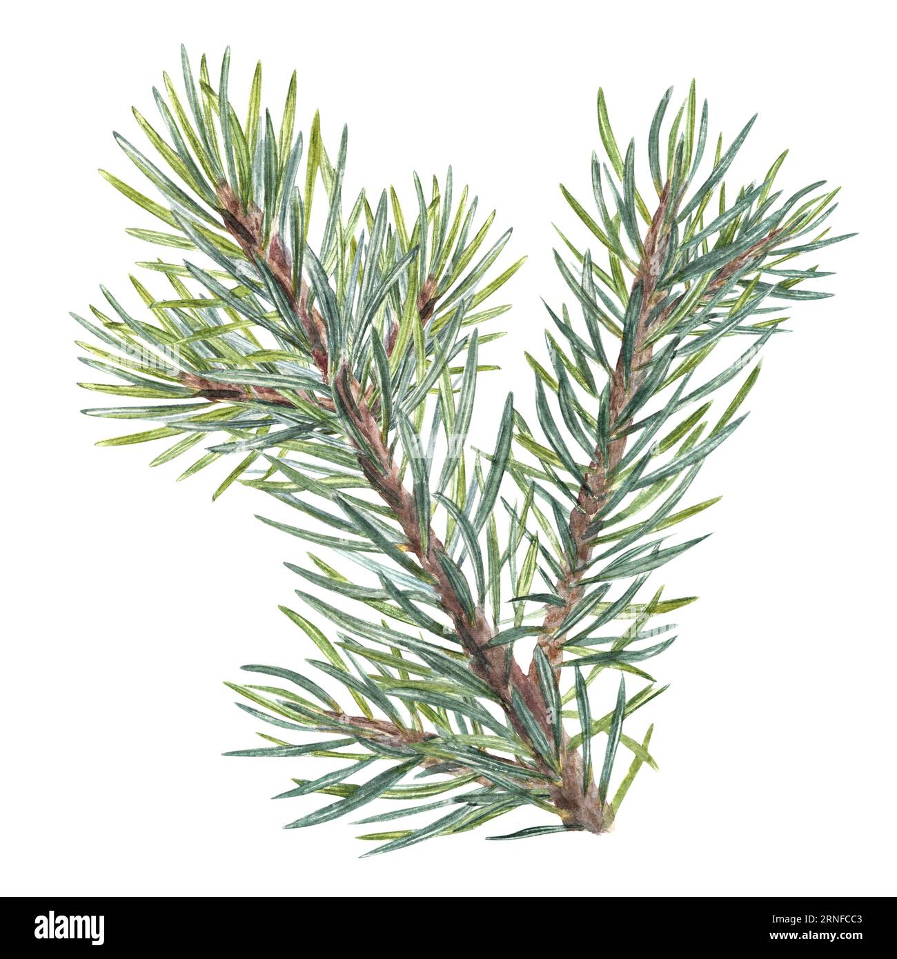 Watercolor Christmas Spruce, conifer branch. Evergreen plant. Botanical ...