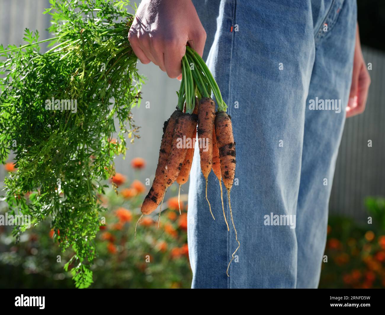 A young man holding freshly harvested organic carrots in his hand. Close up. Stock Photo