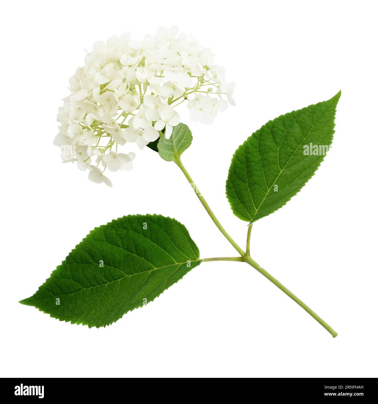 Hydrangea flower isolated on white Stock Photo Alamy