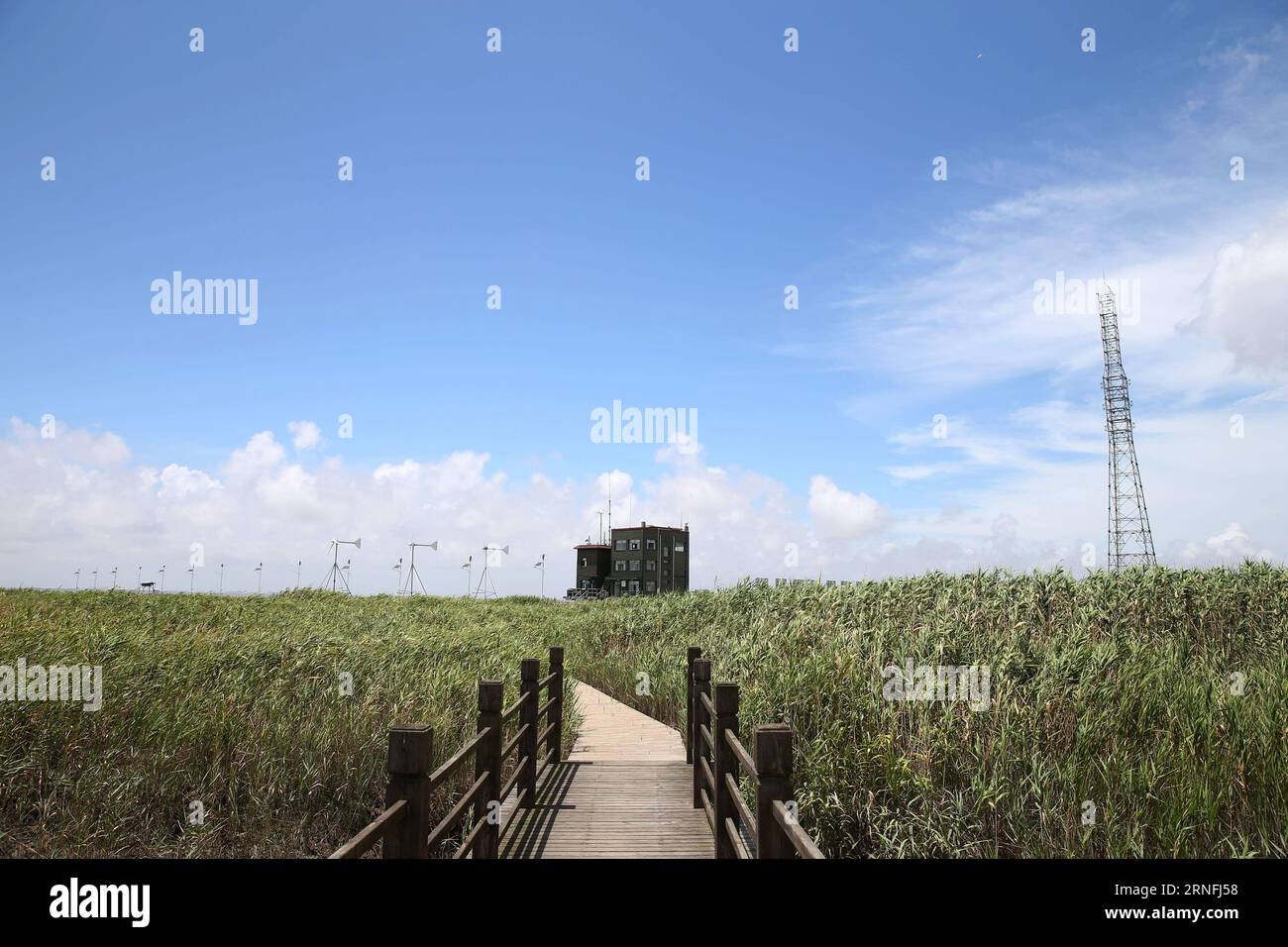 (160811) -- SHANGHAI, Aug. 11, 2016 -- Photo taken on Aug. 10, 2016 shows the house of administration bureau in Jiuduansha Wetland in Shanghai, east China. Jiuduansha Wetland Nature Reserve was established in March 6, 2000. Accodring to a report published in 2015, the wetland has become the habitat of 403 species of insects, 135 speices of fishes and 206 species of birds including three first class national protected animals, namely, oriental white stork, hooded crane and relict gull. ) (zkr) CHINA-SHANGHAI-JIUDUANSHA WETLAND(CN) DingxTing PUBLICATIONxNOTxINxCHN   160811 Shanghai Aug 11 2016 P Stock Photo