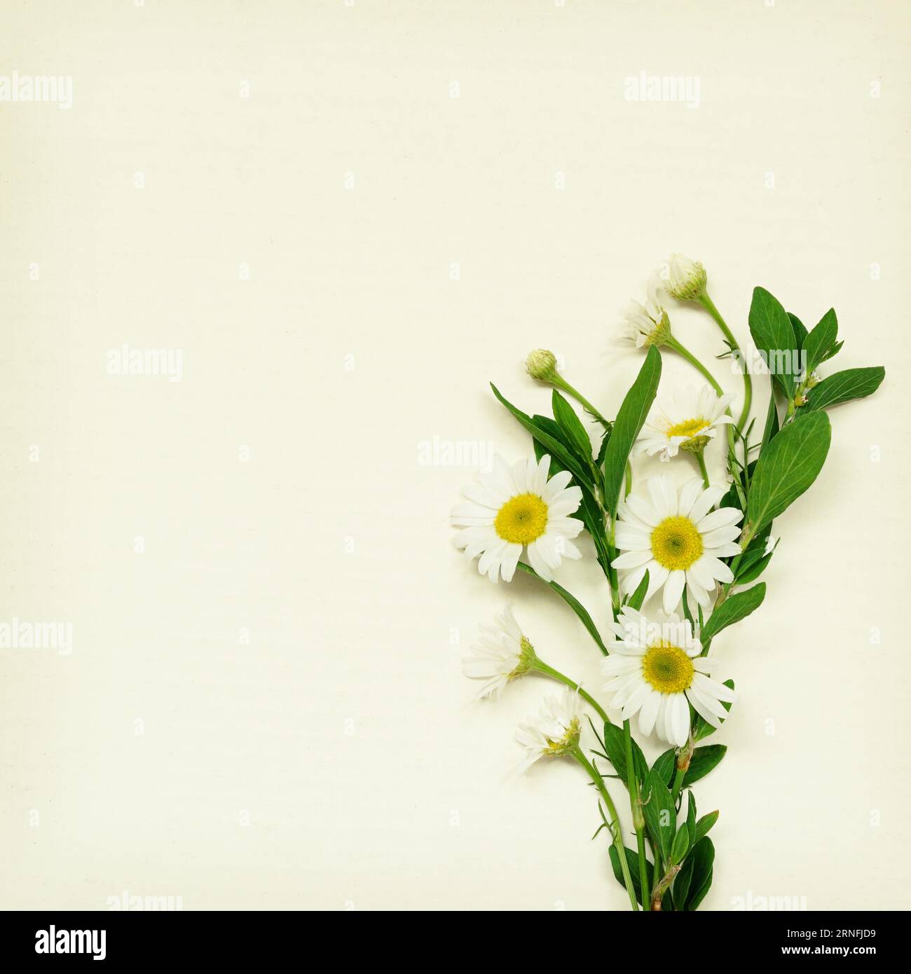 Daisy flowers bouquet on white cardboard background Stock Photo - Alamy