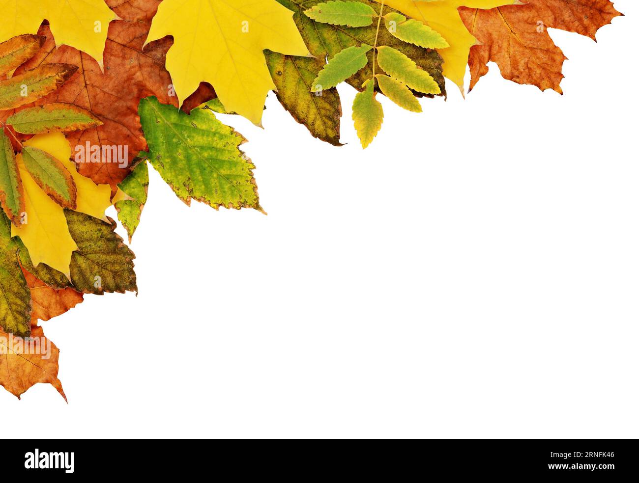 Dry Leaves, Yellow Leaves, Dried Leaves, Dry Leaves Background Stock Photo,  Picture and Royalty Free Image. Image 78306521.