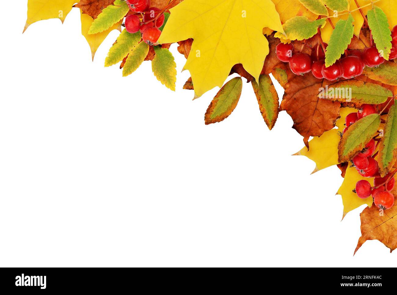 Autumn background with dried leaves in yellow, orange and green colors ...