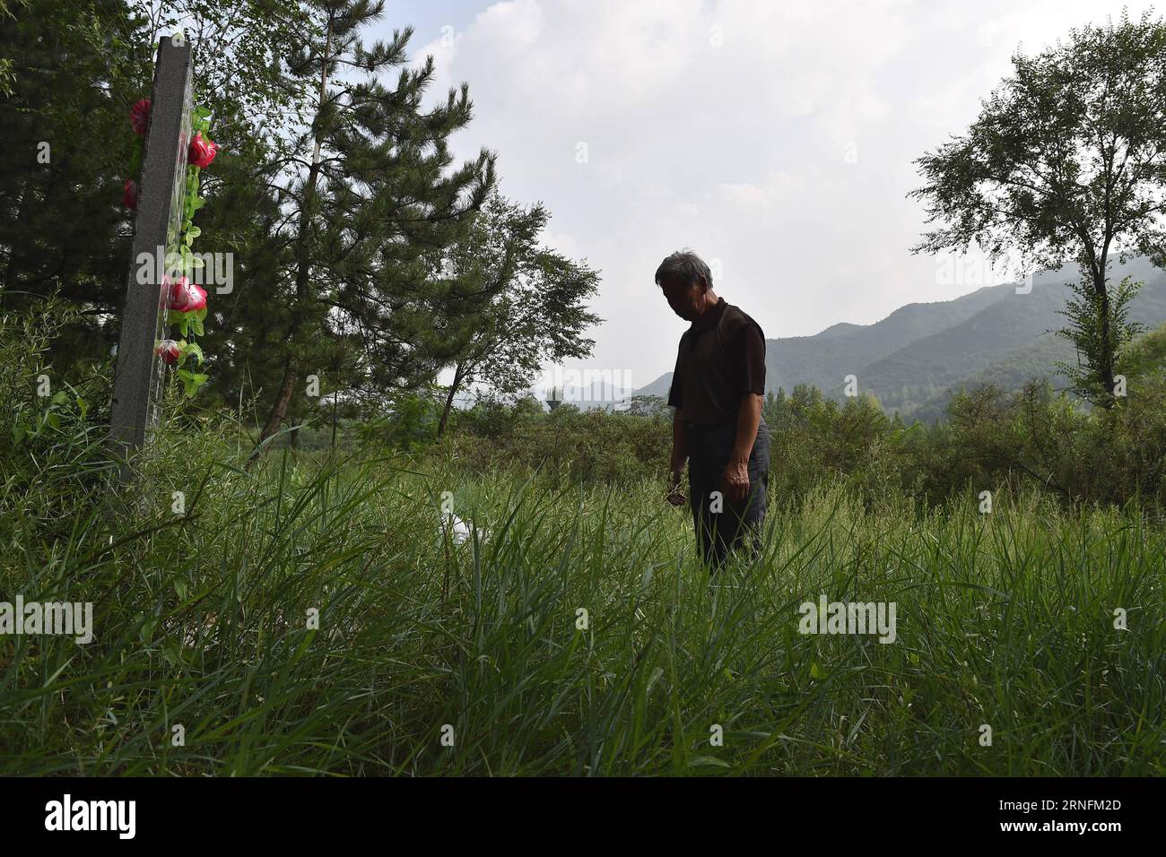 (160815) -- TAIYUAN, Aug. 15, 2016 -- Zhang Shuangbing, a village teacher who volunteered to investigate about the suffering and life of surviving comfort women in China for 34 years, stands before a grave of deceased woman Wan Aihua who was forced to serve as a comfort woman during the Second World War, in north China s Shanxi Province, Aug. 5, 2016. Monday marked the 71st anniversary of Japan s unconditional surrender at the end of World War II. Some 400,000 women in Asian were made into comfort women for the Japanese army during WWII, nearly half of which are Chinese, according to a researc Stock Photo