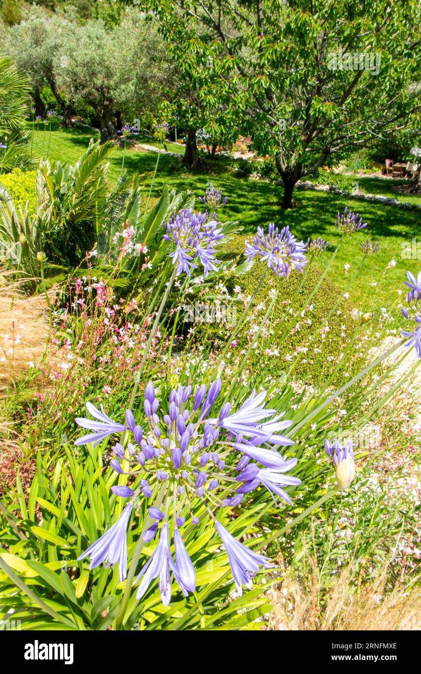 Agapanthus flowers in a vibrant garden in the south of France on the Cote d'Azur between Monaco and Nice near Eze Stock Photo