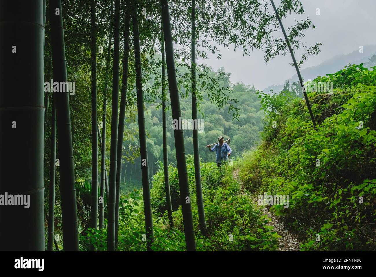 (160817) -- ZHEJIANG, Aug. 17, 2016 -- A peasant walks in the field in Daijiashan Village of Tonglu County in east China s Zhejiang Province, Aug. 7, 2016. Many picturesque villages tucked away in Zhejiang s mountainous area have centuries of history and abundant cultural traditions, waiting to be unveiled. ) (wx) CHINA-ZHEJIANG-VILLAGES-SCENERY (CN) ZhangxCheng PUBLICATIONxNOTxINxCHN   160817 Zhejiang Aug 17 2016 a Peasant Walks in The Field in  Village of Tonglu County in East China S Zhejiang Province Aug 7 2016 MANY picturesque Villages tucked Away in Zhejiang S mountainous Area have centu Stock Photo
