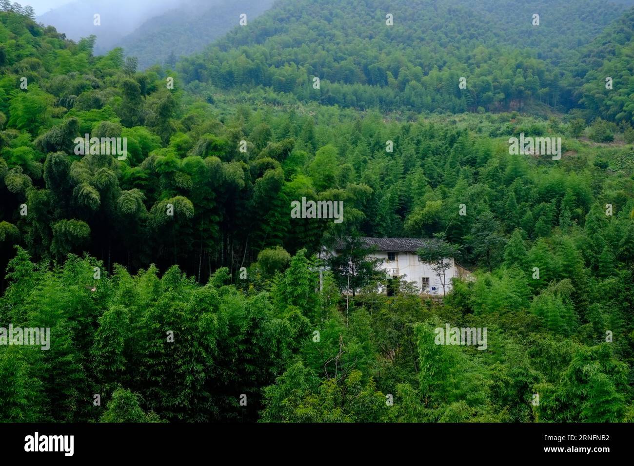 (160817) -- ZHEJIANG, Aug. 17, 2016 -- A house is hidden in a bamboo grove in Daijiashan Village of Tonglu County in east China s Zhejiang Province, Aug. 7, 2016. Many picturesque villages tucked away in Zhejiang s mountainous area have centuries of history and abundant cultural traditions, waiting to be unveiled. ) (wx) CHINA-ZHEJIANG-VILLAGES-SCENERY (CN) ZhangxCheng PUBLICATIONxNOTxINxCHN   160817 Zhejiang Aug 17 2016 a House IS Hidden in a Bamboo Grove in  Village of Tonglu County in East China S Zhejiang Province Aug 7 2016 MANY picturesque Villages tucked Away in Zhejiang S mountainous A Stock Photo